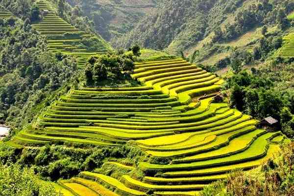 ruộng bậc thang