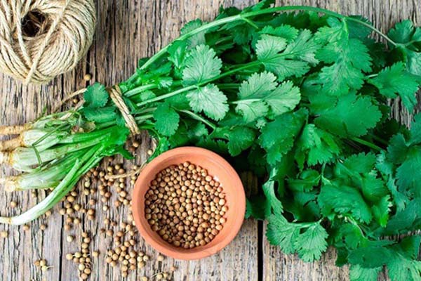 cilantro hay bị nhầm lẫn với coriander