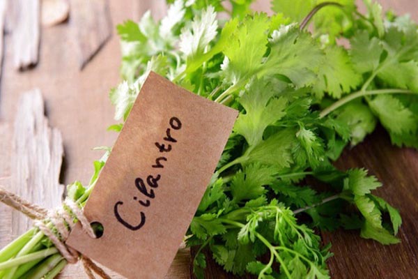 hình hình ảnh mang lại cilantro là gì