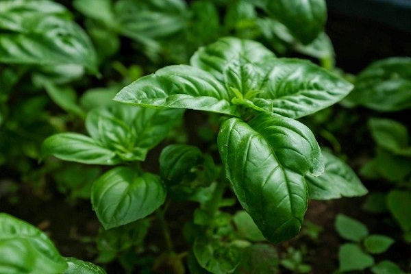 hình ảnh basil